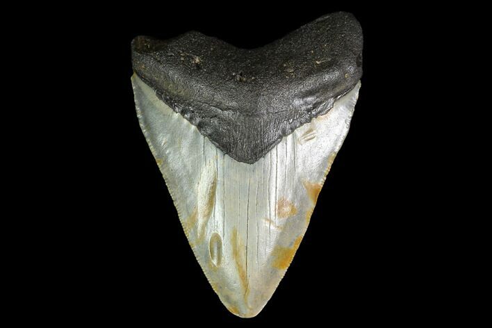 3.34" Fossil Megalodon Tooth - North Carolina